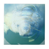 マナティーのタイルをかいま見ること タイル (正面)