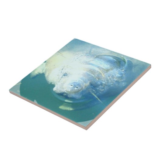 マナティーのタイルをかいま見ること タイル (側面)