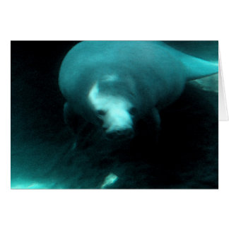 マナティーの夢