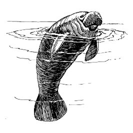 マナティーの女性のシャツ パーカ