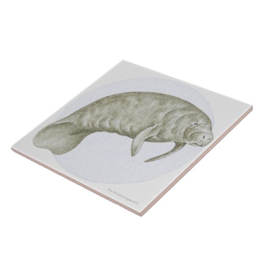 マナティー タイル (側面)