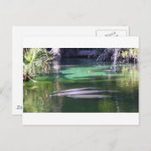 マナティー ポストカード (正面/裏面)