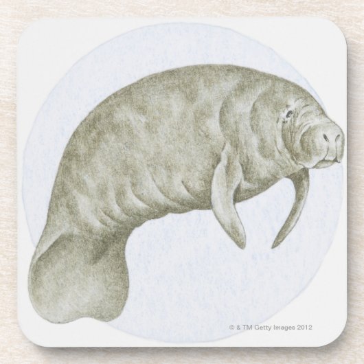 マナティー(Trichechus sp。)のイラストレーション コースター (正面)