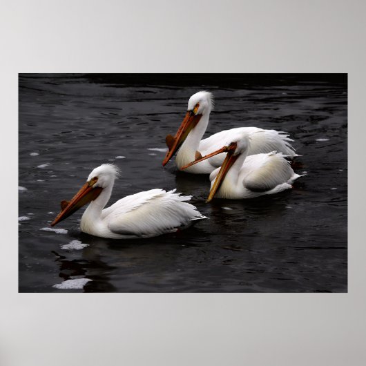 マニトバ州ウィティモウス川のペリカン ポスター (正面)