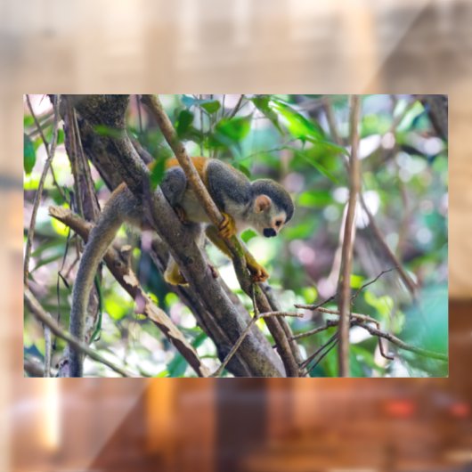 マニュエル・アントニオNPのリス猿 – コスタリカ ウィンドウサイン (シート2)