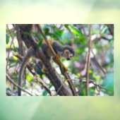 マニュエル・アントニオNPのリス猿 – コスタリカ ウィンドウサイン (シート3)