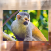 マニュエル・アントニオNPのリス猿 – コスタリカ ウィンドウサイン (シート2)