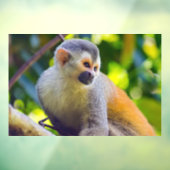 マニュエル・アントニオNPのリス猿 – コスタリカ ウィンドウサイン (シート3)