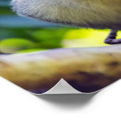 マニュエル・アントニオNPのリス猿 – コスタリカ ポスター (角)