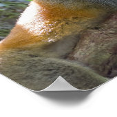 マニュエル・アントニオNPのリス猿 – コスタリカ ポスター (角)