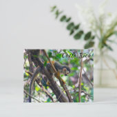 マニュエル・アントニオNPのリス猿 – コスタリカ ポストカード (スタンド正面)