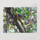 マニュエル・アントニオNPのリス猿 – コスタリカ ポストカード (正面)