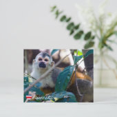 マニュエル・アントニオNPのリス猿 – コスタリカ ポストカード (スタンド正面)