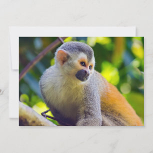 マニュエル・アントニオNPのリス猿 – コスタリカ 招待状