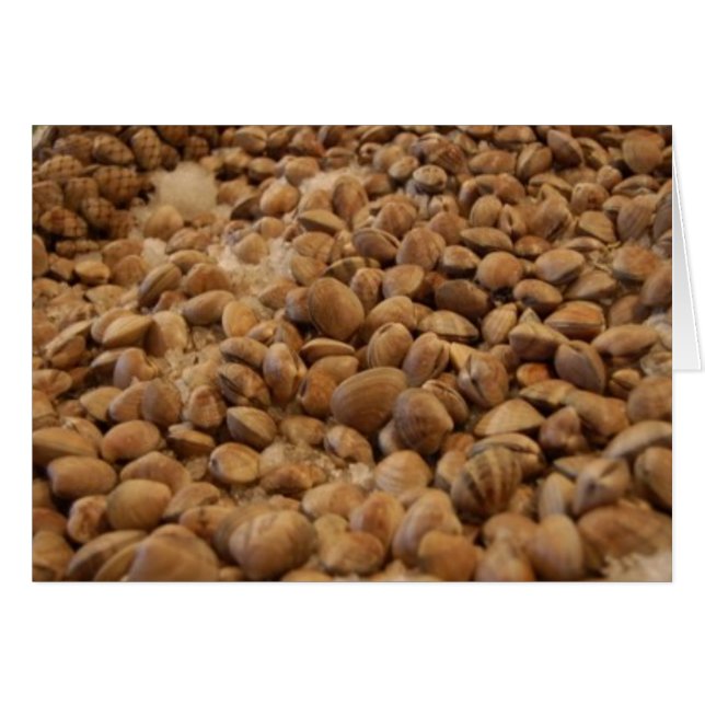 マニラのハマグリ (正面横)