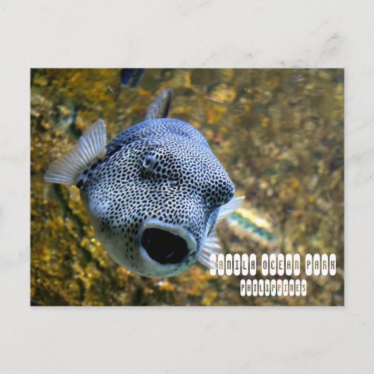 マニラ海パーク ポストカード (正面)