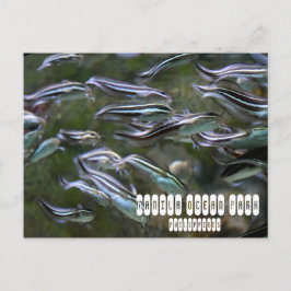 マニラ海パーク ポストカード