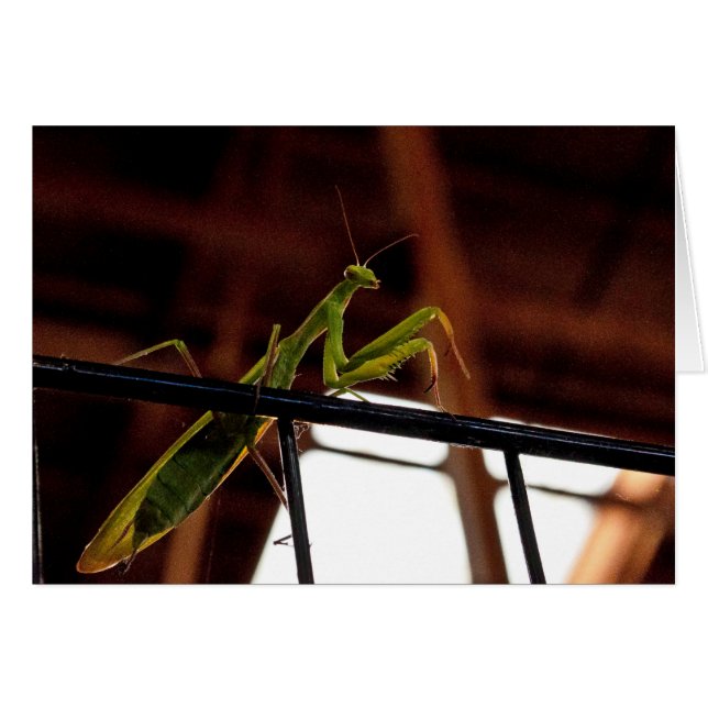 マニ祈ット (正面横)