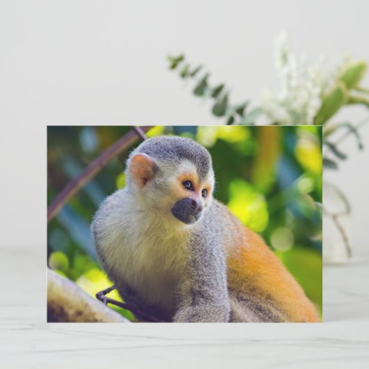 マヌエル・アントニオ国立公園のコスタリカのリスザル 招待状 (スタンド正面)