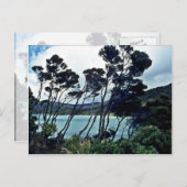 マヌカ低木とビーチ、スチュワート島 ポストカード (正面/裏面)