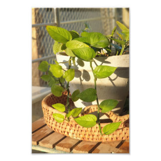 マネープラント フォトプリント           