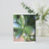 マネープラント ポストカード (スタンド正面)