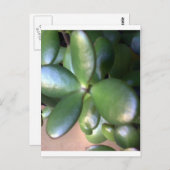 マネープラント ポストカード (正面/裏面)