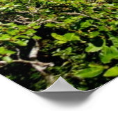 マノアバレーモーニング ポスター (角)