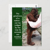 マハトマガンジーの動物引用文 ポストカード (正面/裏面)
