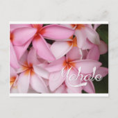 マハロピンクプルメリアカード ポストカード (正面)