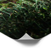 マバードズ保護エッグ撮影プリント ポスター (角)