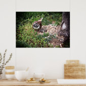 マバードズ保護エッグ撮影プリント ポスター (キッチン)