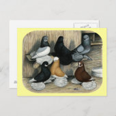 マフラー・タンブラー・ハト ポストカード (正面/裏面)