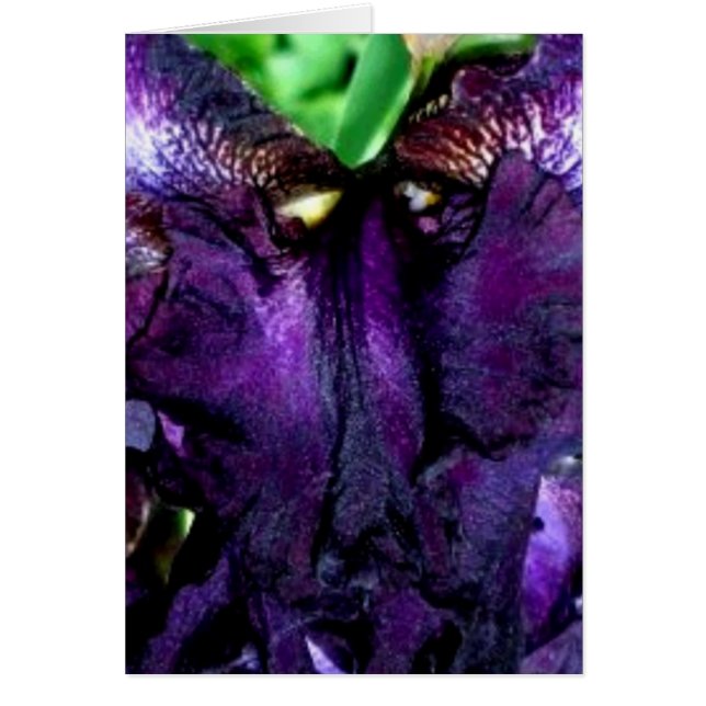 マペット顔 (正面)