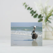 マペリカンポストカード ポストカード (スタンド正面)