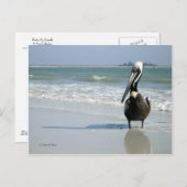 マペリカンポストカード ポストカード (正面/裏面)