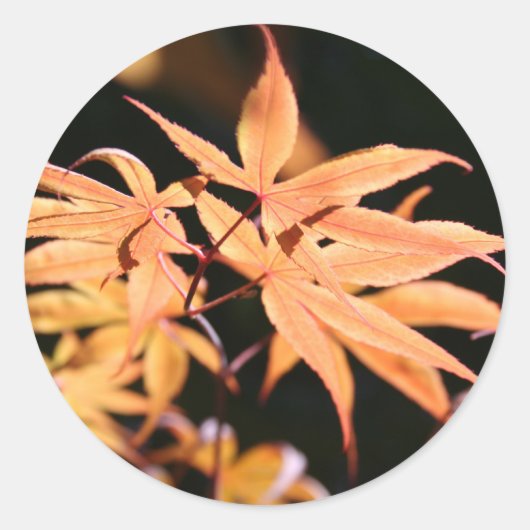 マポ日本のープル6シール ラウンドシール (正面)