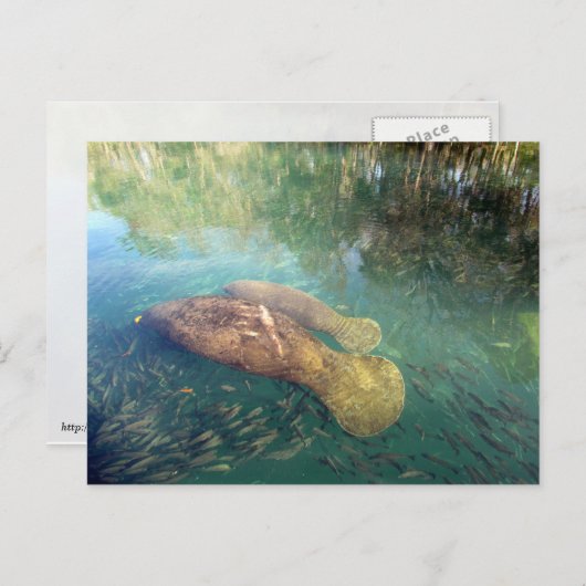 ママおよびベビー管理はがき ポストカード (正面/裏面)