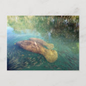 ママおよびベビー管理はがき ポストカード (正面)