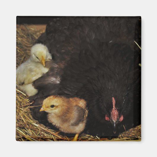 ママおよび彼女のひよこ マグネット (正面)