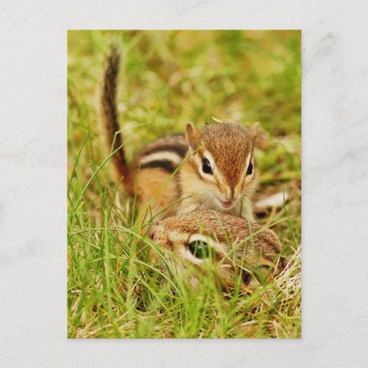 ママとベビーチムンク ポストカード (正面)