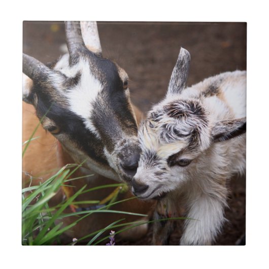 ママとベビーヤギ タイル (正面)