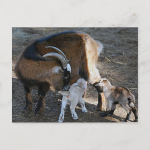 ママとベビー ポストカード