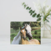 ママと子馬 ポストカード (スタンド正面)