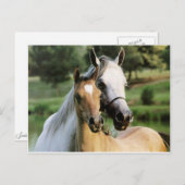 ママと子馬 ポストカード (正面/裏面)