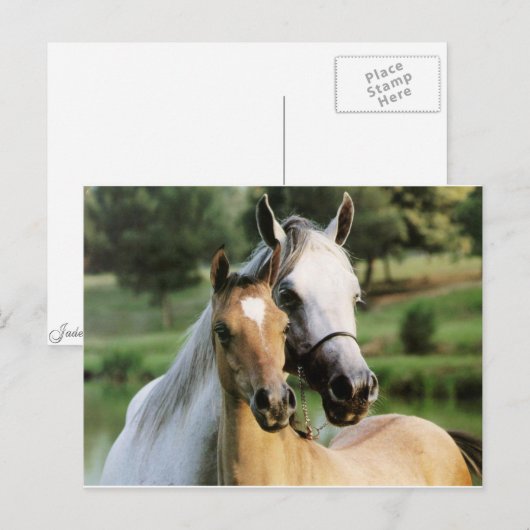 ママと子馬 ポストカード (正面/裏面)