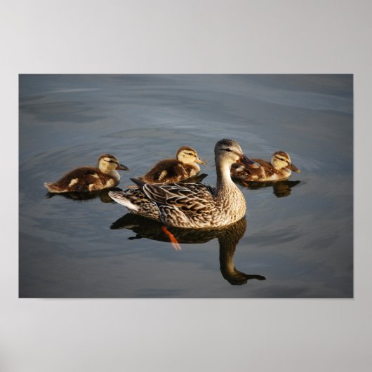 ママと泳ぐ ポスター (正面)