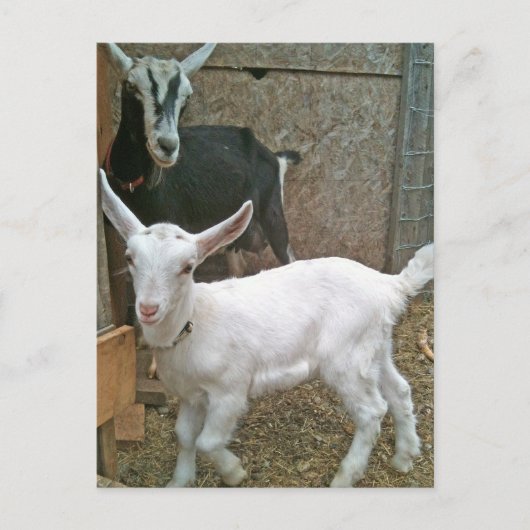 ママのゾーイと赤ちゃんデイジーのポストカード ポストカード (正面)