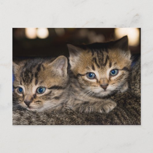 ママの背面はがき ポストカード (正面)