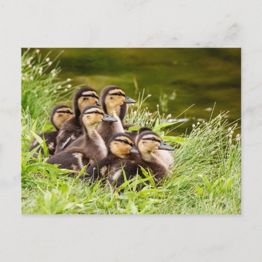 ママはどこ？ ポストカード (正面)